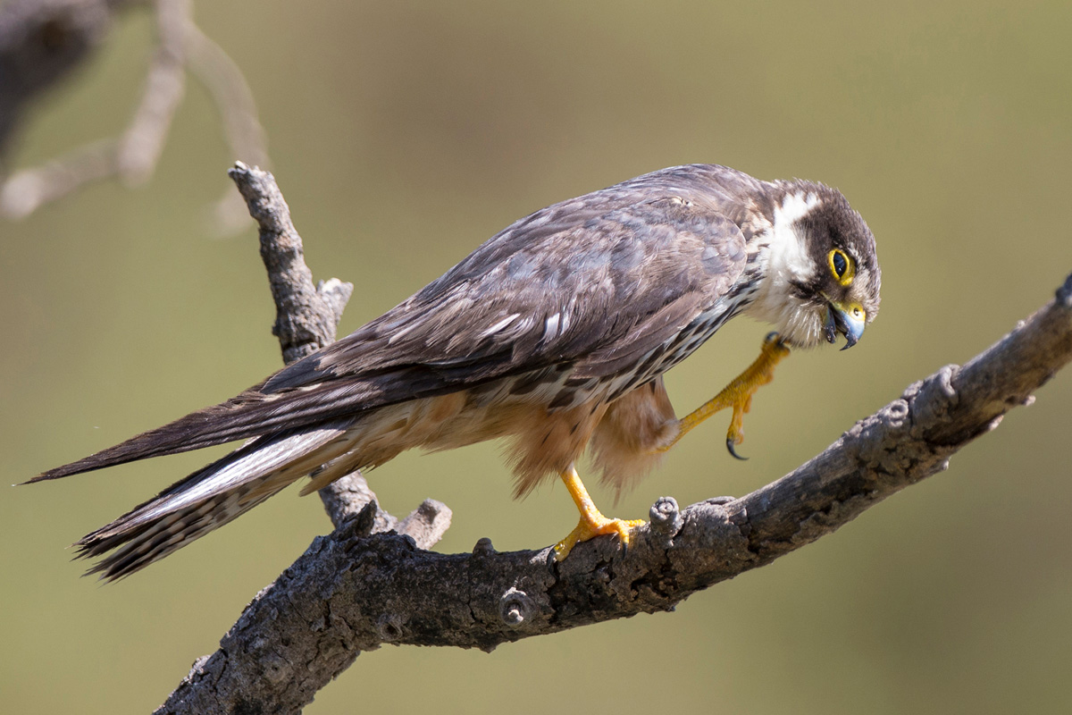 Eurasian Hobby