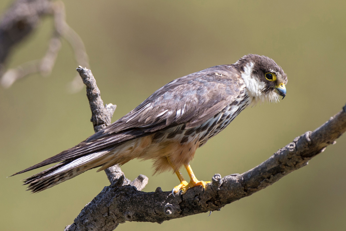 Eurasian Hobby