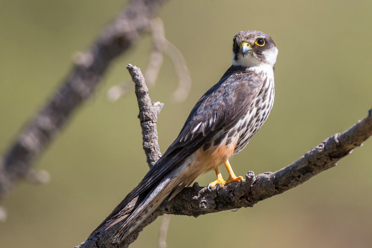 Eurasian Hobby