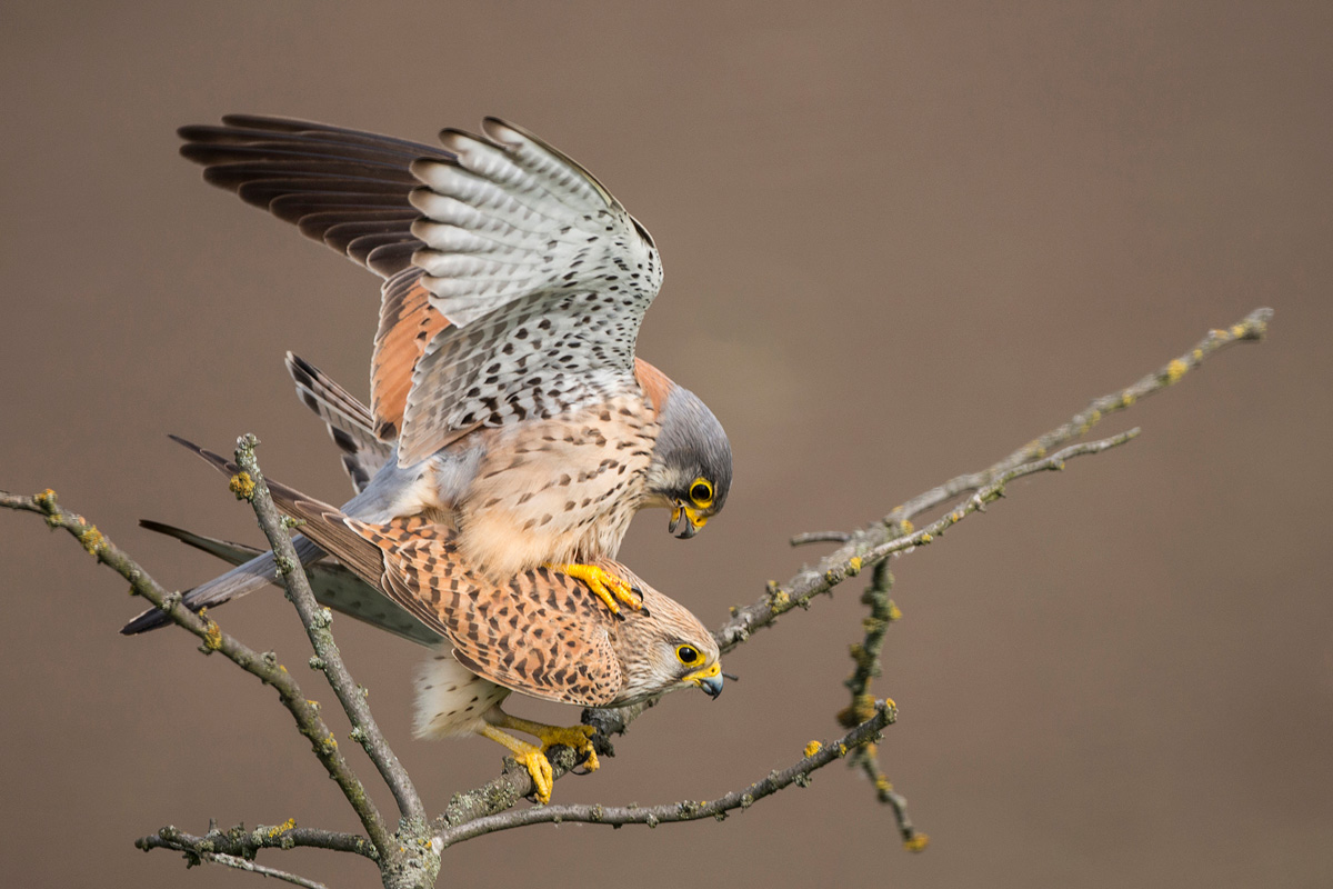 Common Kestrel