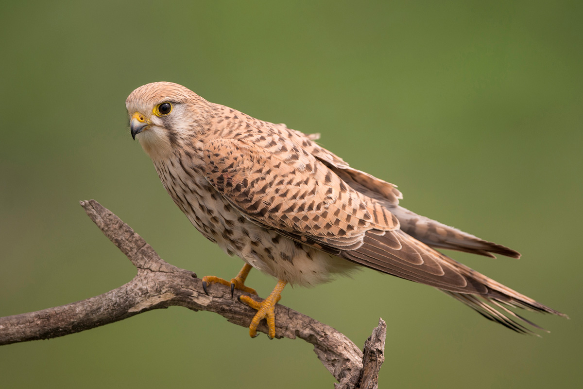 Common Kestrel