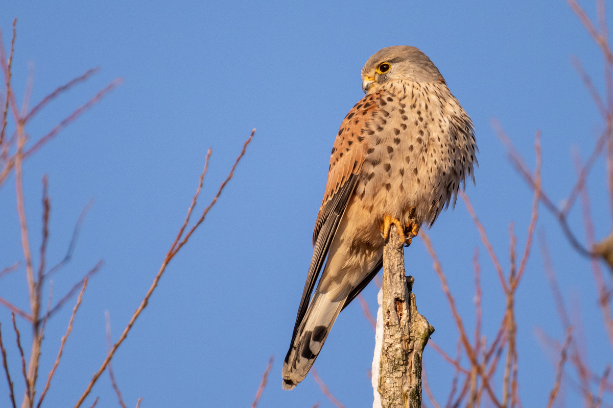 Common Kestrel