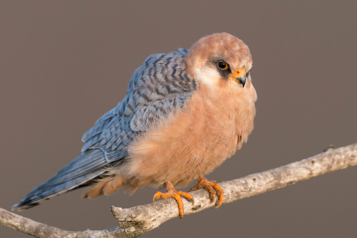 Red-footed Falcon