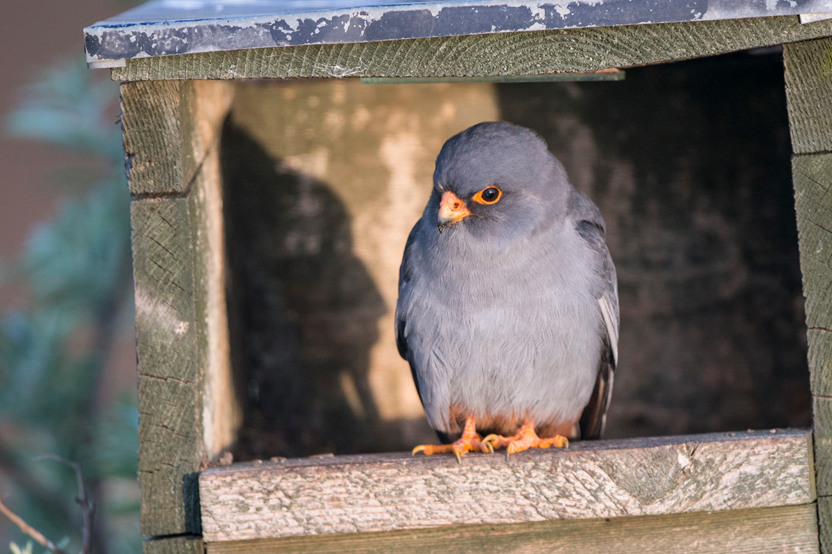 Red-footed Falcon