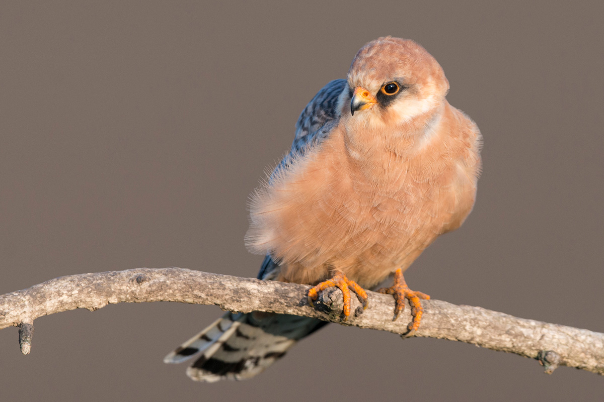 Red-footed Falcon