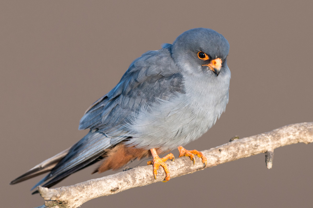 Red-footed Falcon