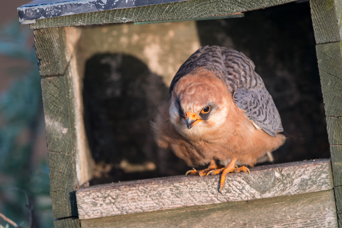 Red-footed Falcon