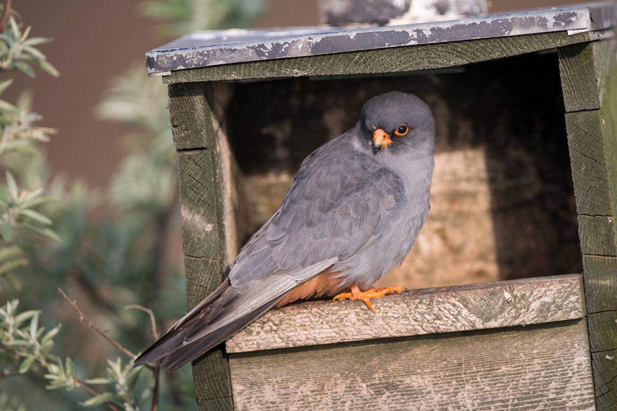 Red-footed Falcon