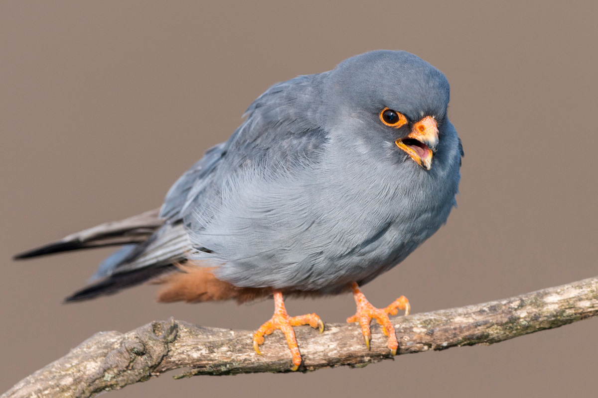 Red-footed Falcon