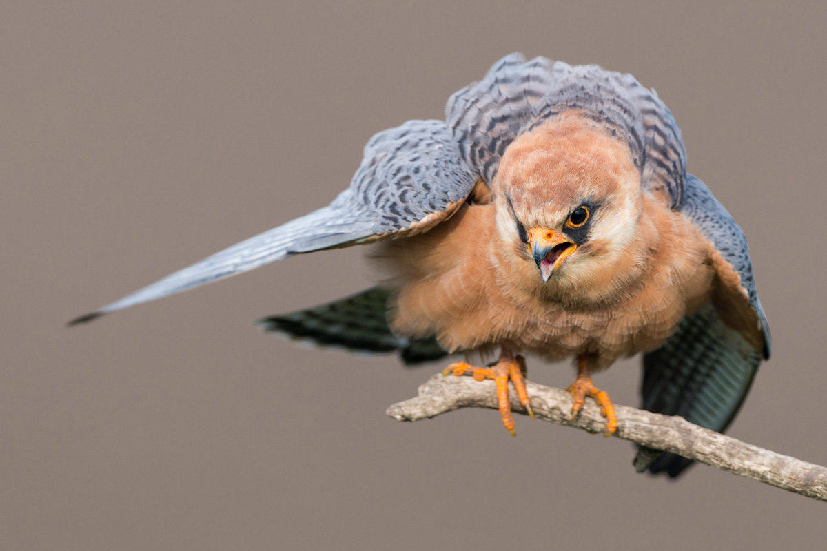 Red-footed Falcon