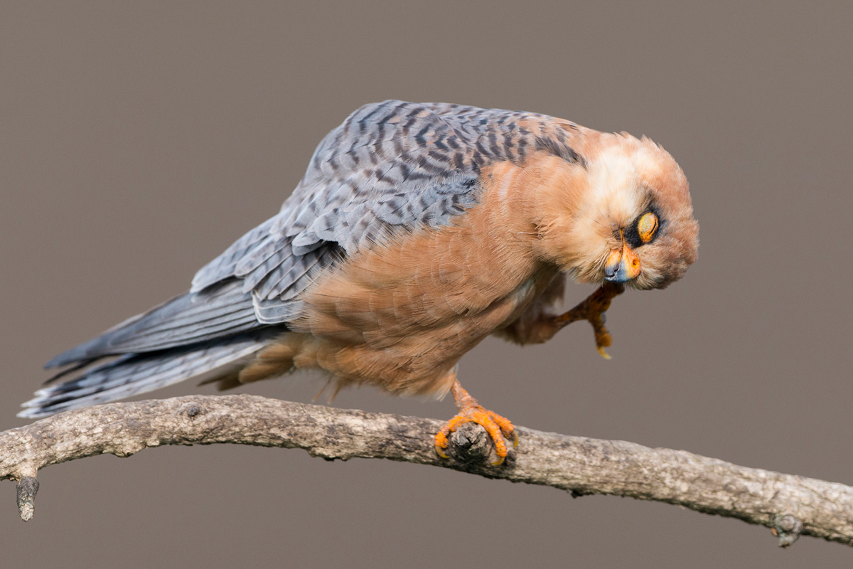 Red-footed Falcon