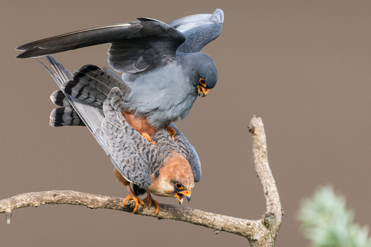 Red-footed Falcon