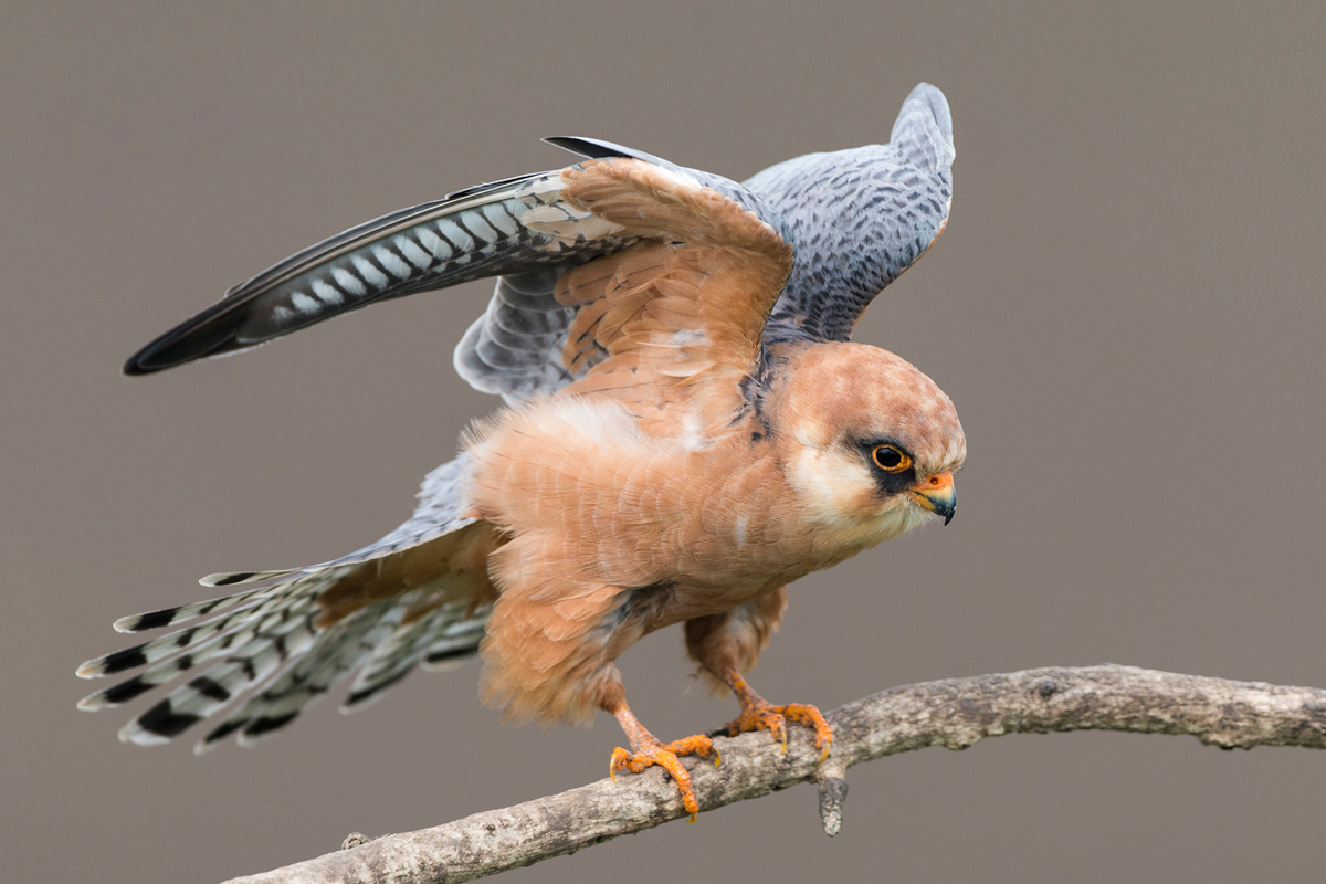 Red-footed Falcon