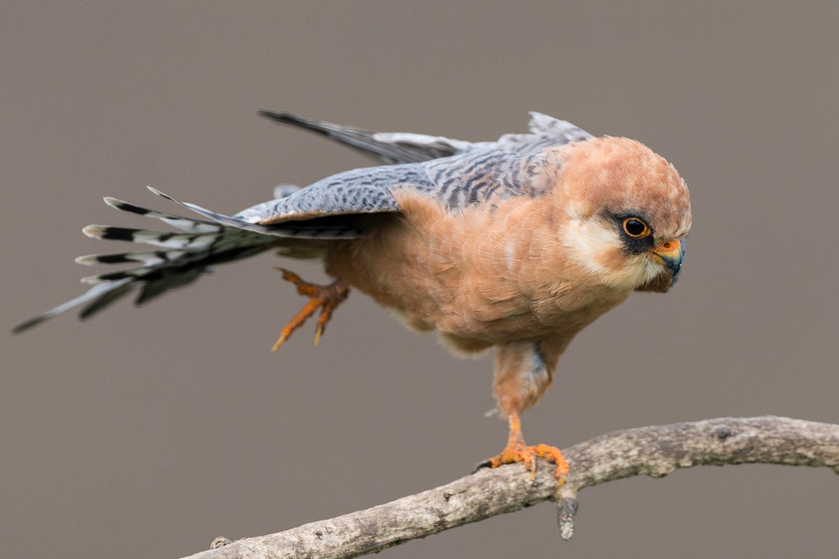 Red-footed Falcon