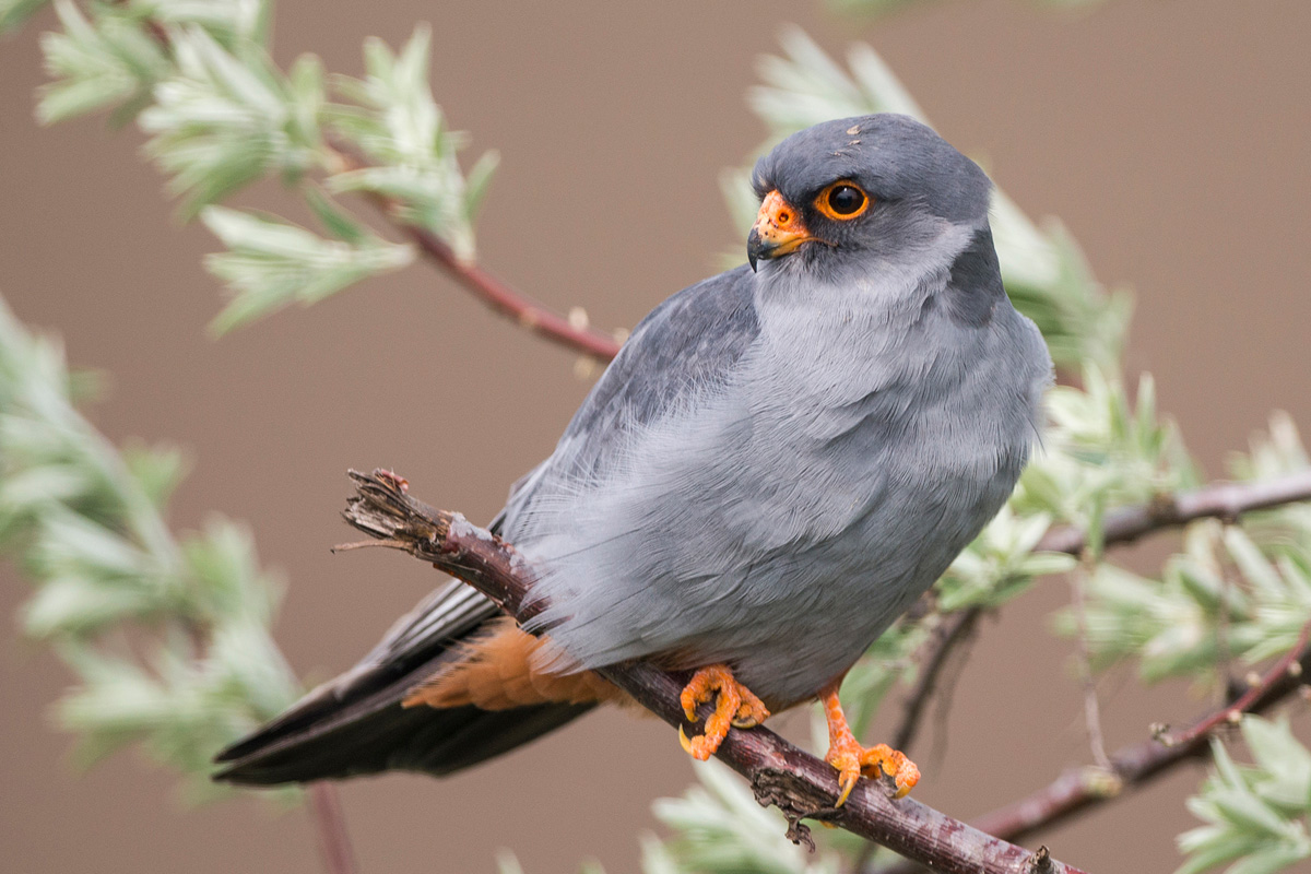 Red-footed Falcon