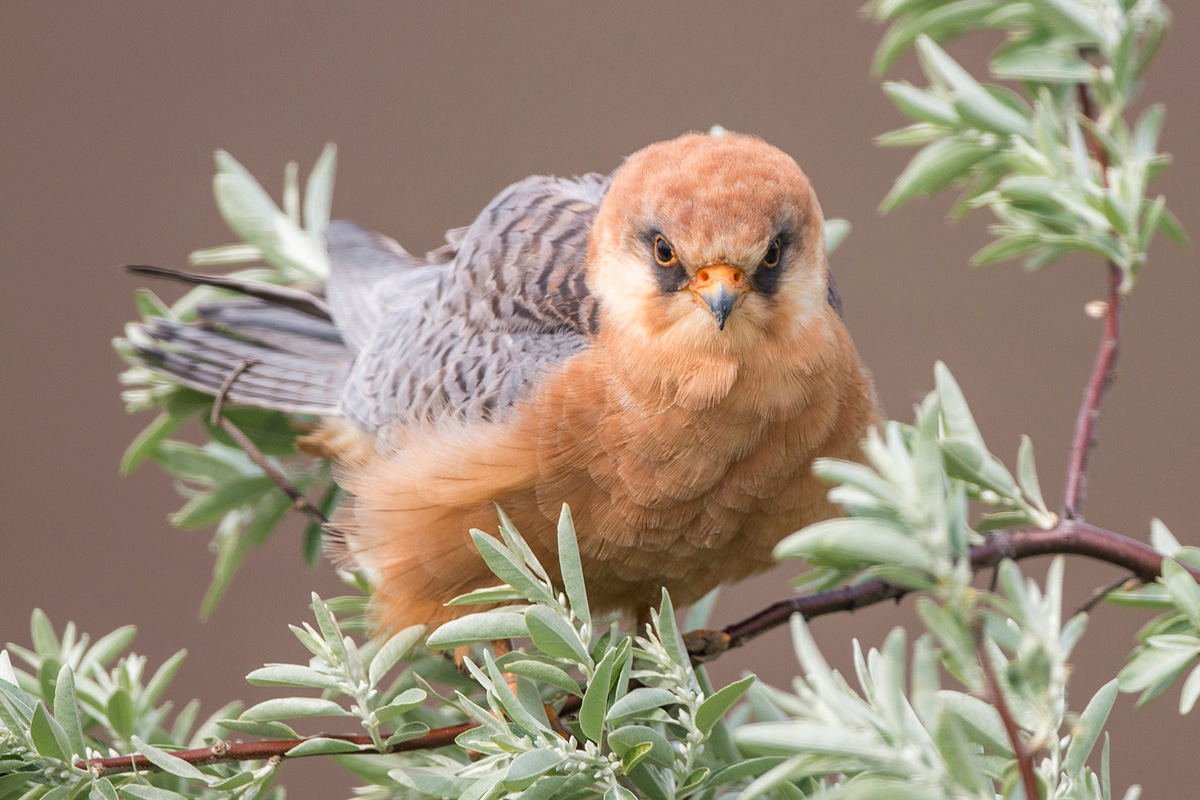 Red-footed Falcon