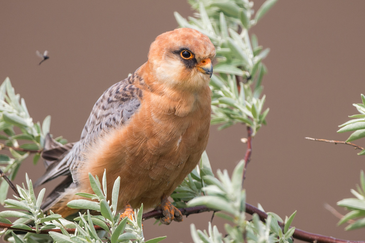 Red-footed Falcon