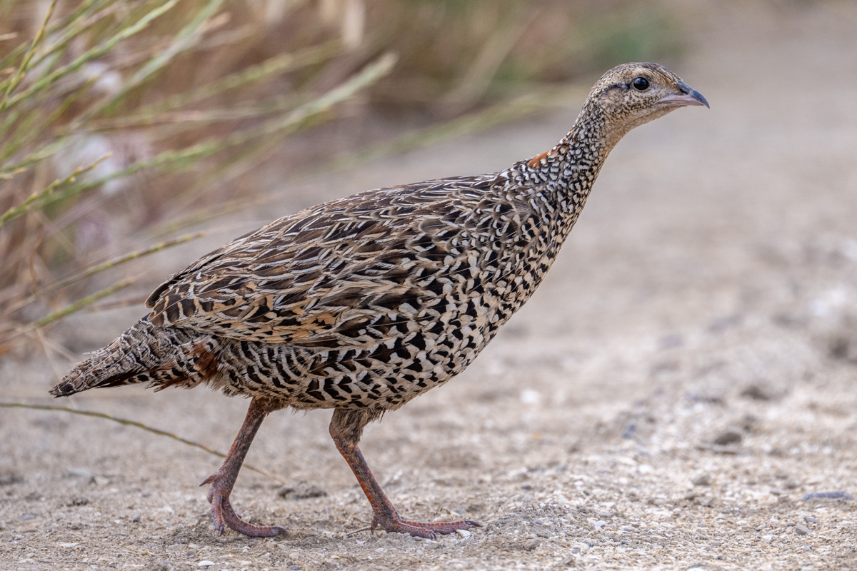 Black Francolin