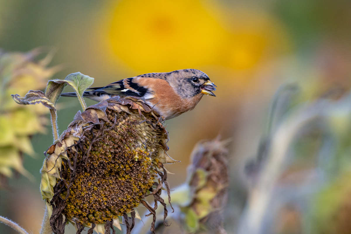 Brambling