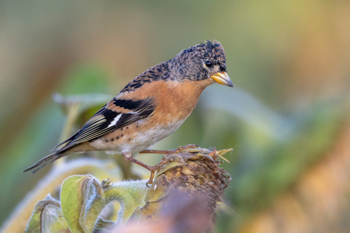 Brambling