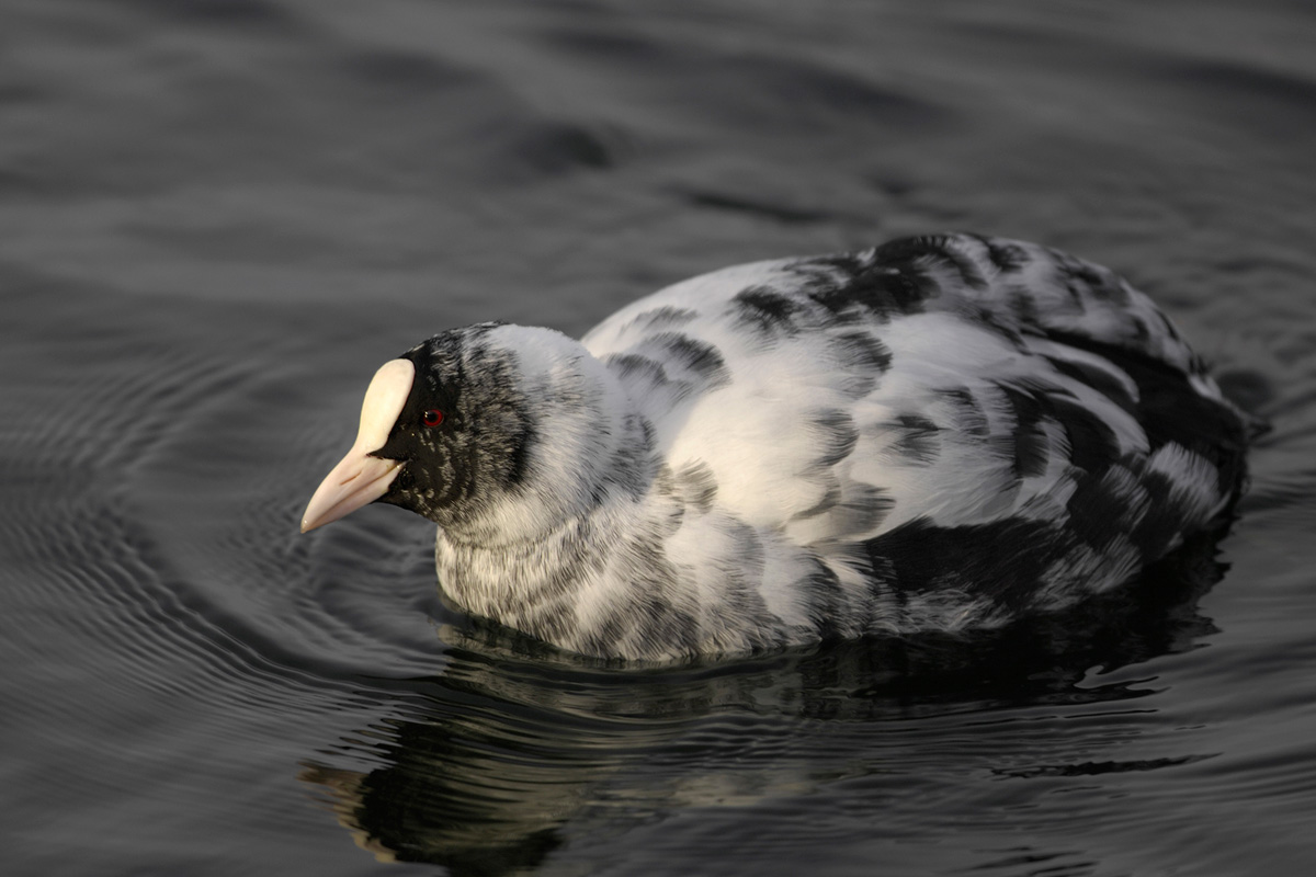 Eurasian Coot