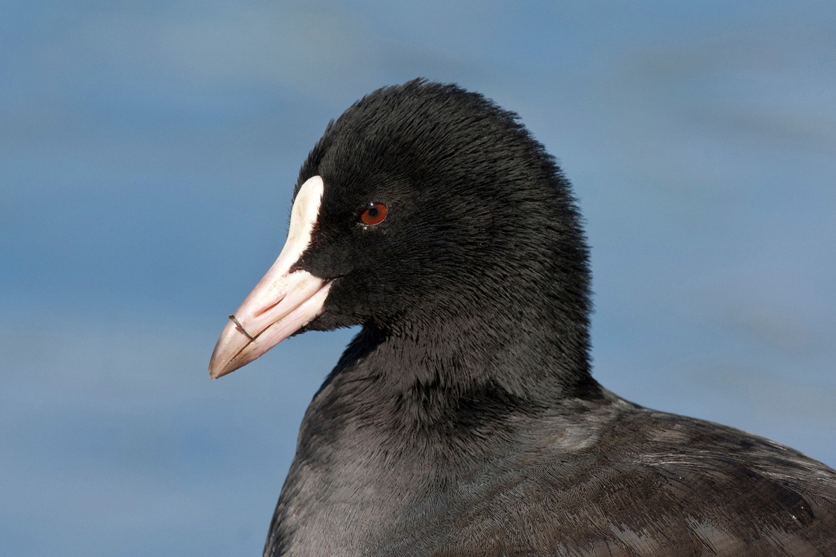 Eurasian Coot