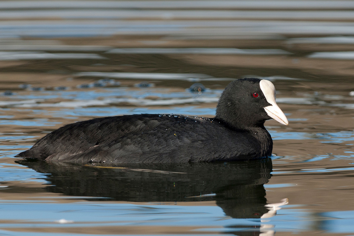 Eurasian Coot