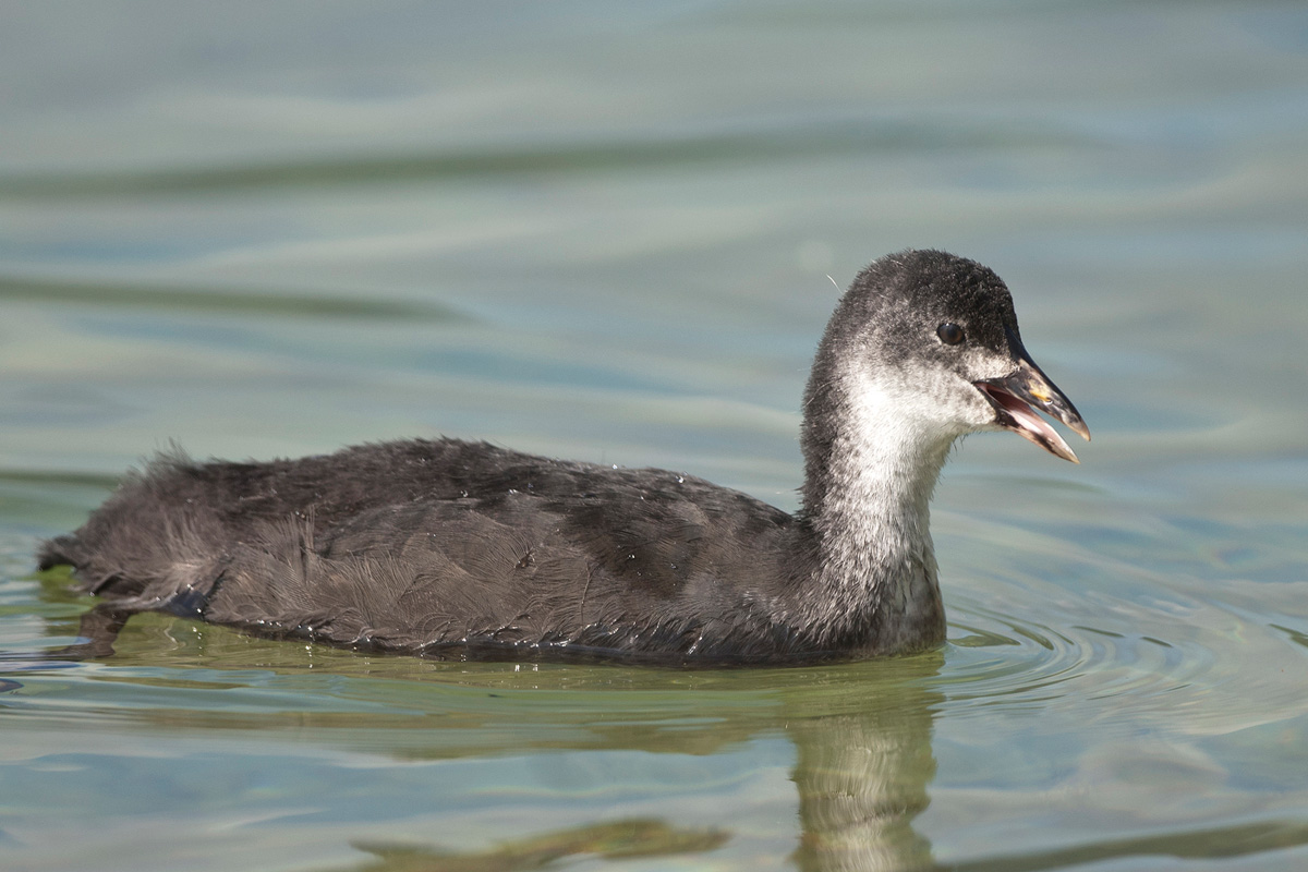 Eurasian Coot