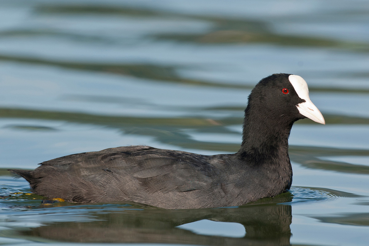 Eurasian Coot