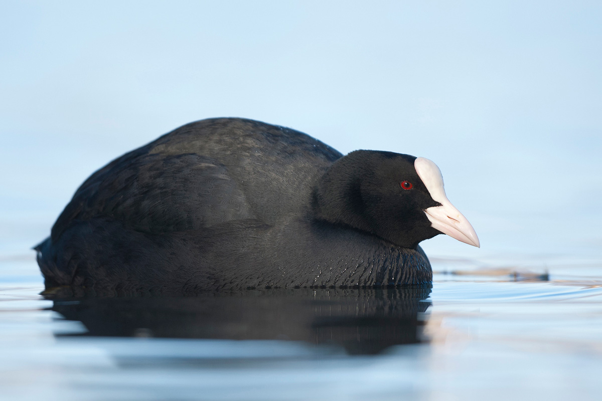 Eurasian Coot