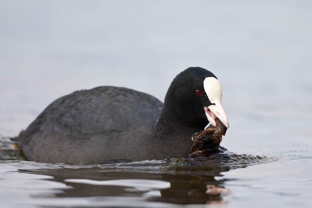 Eurasian Coot