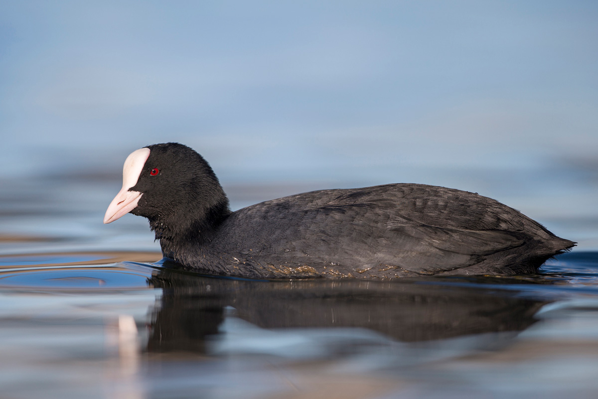 Eurasian Coot