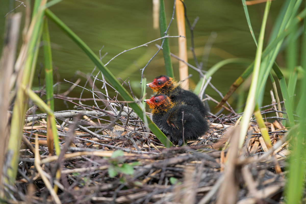 Eurasian Coot