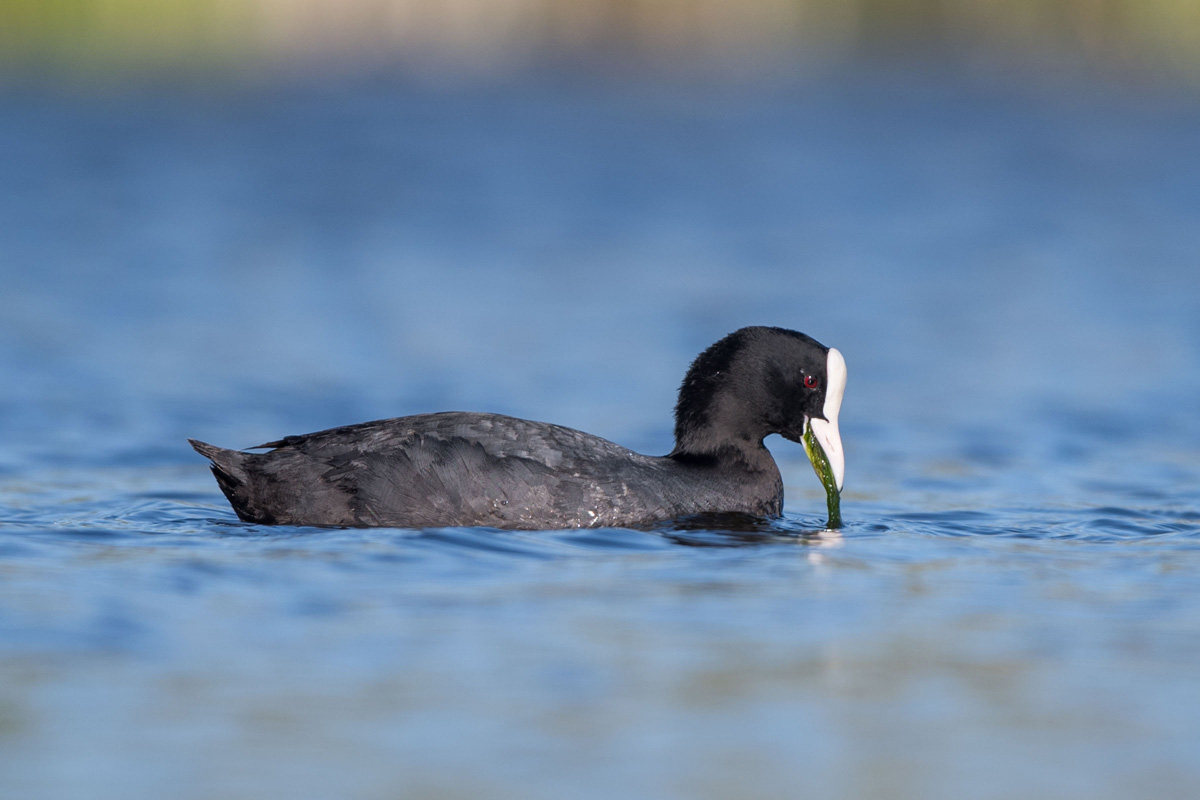 Eurasian Coot