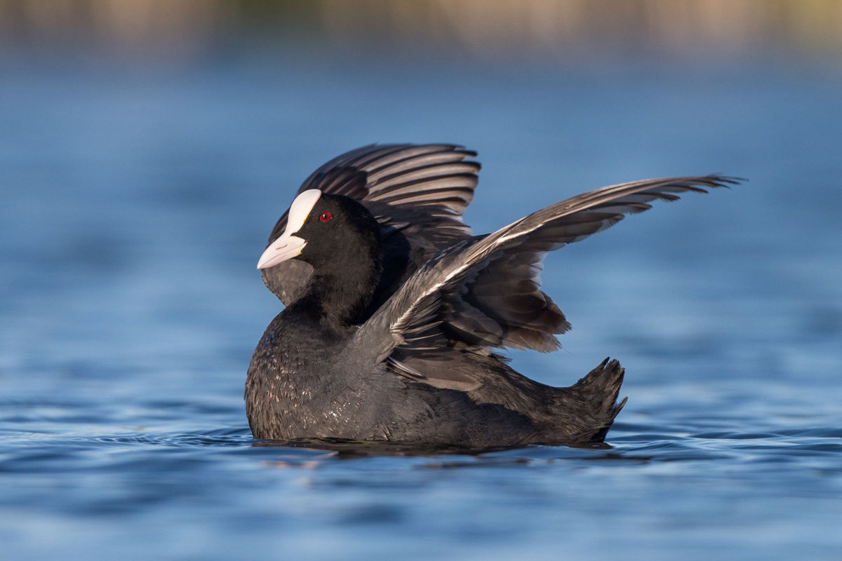 Eurasian Coot