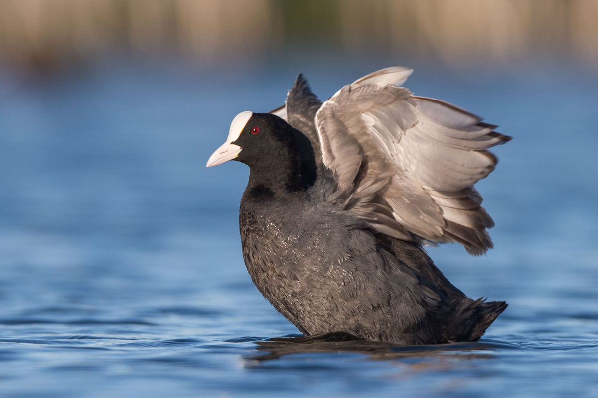 Eurasian Coot