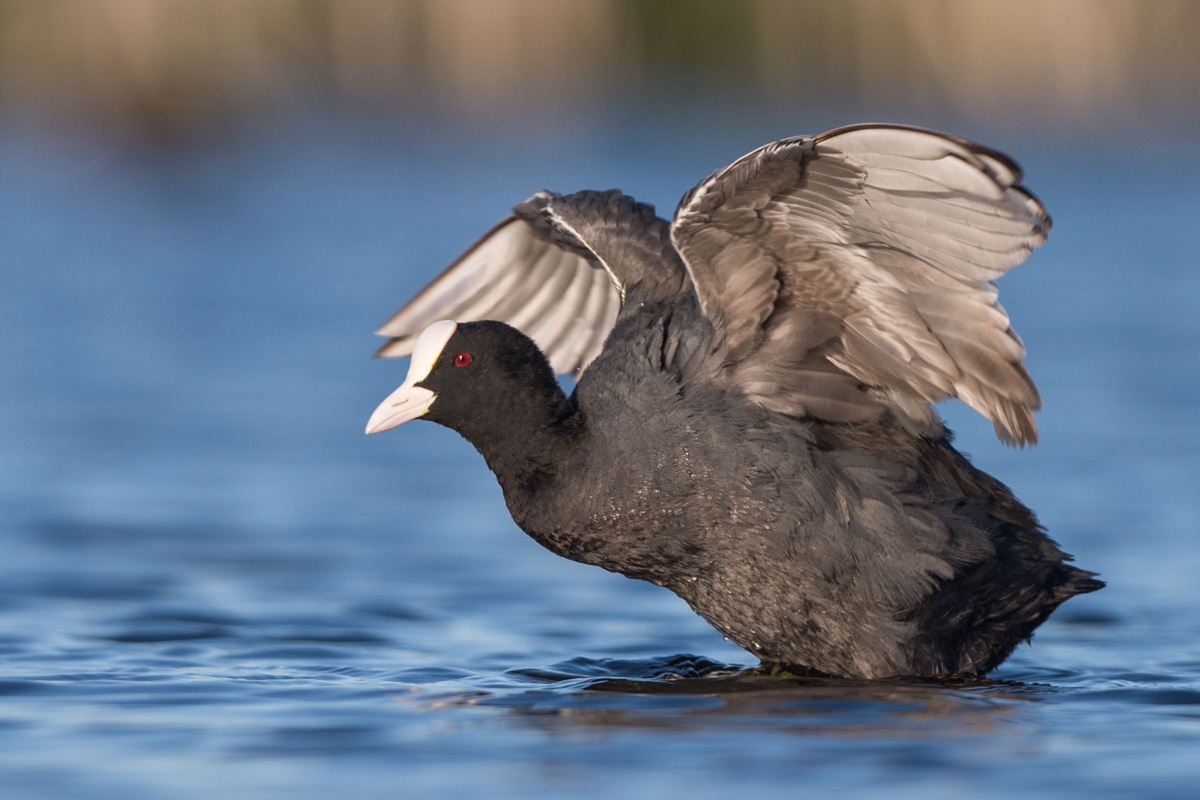 Eurasian Coot