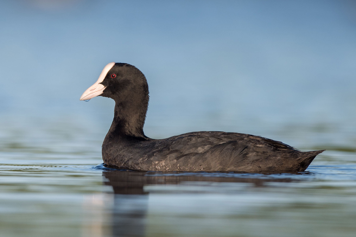 Eurasian Coot