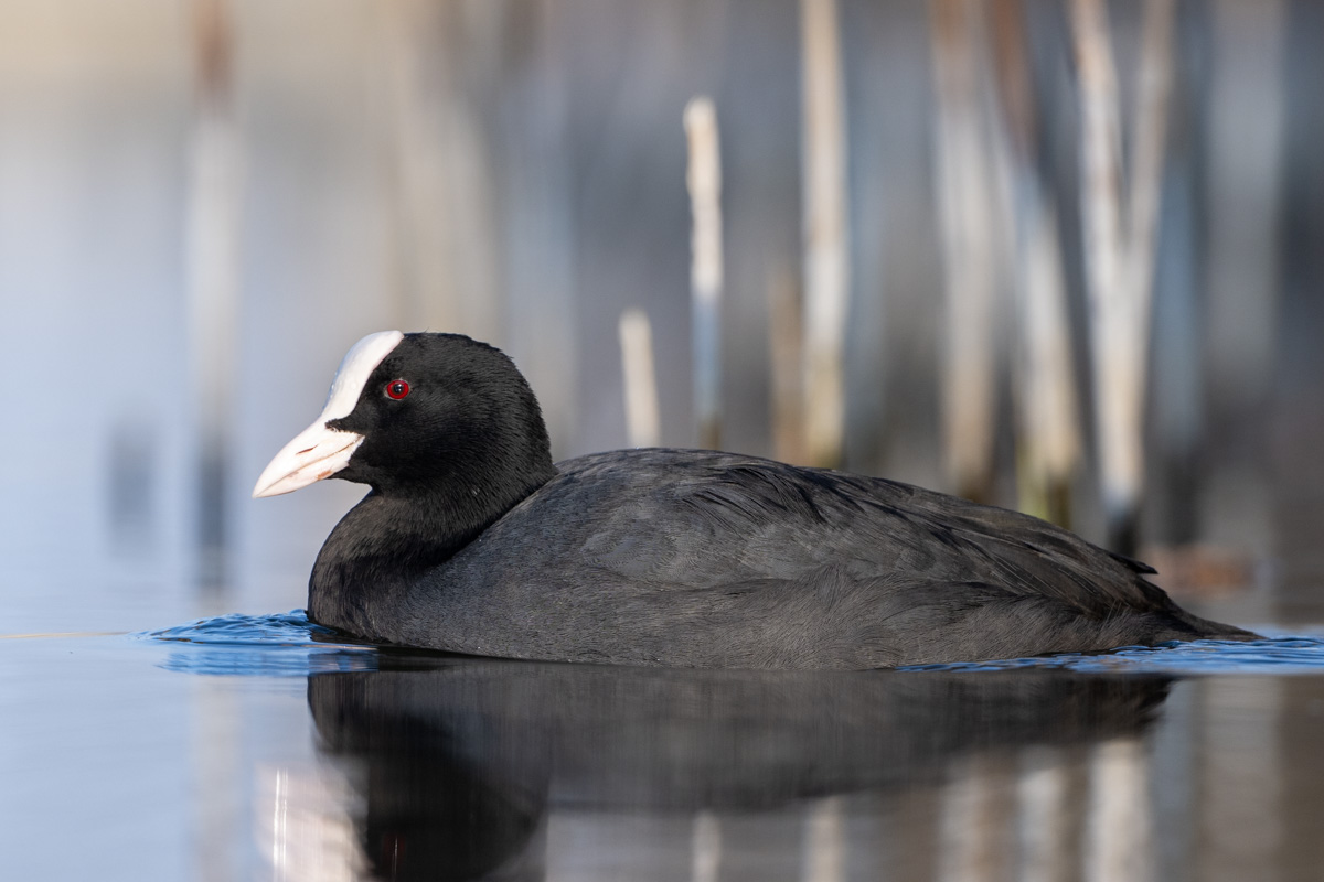 Eurasian Coot