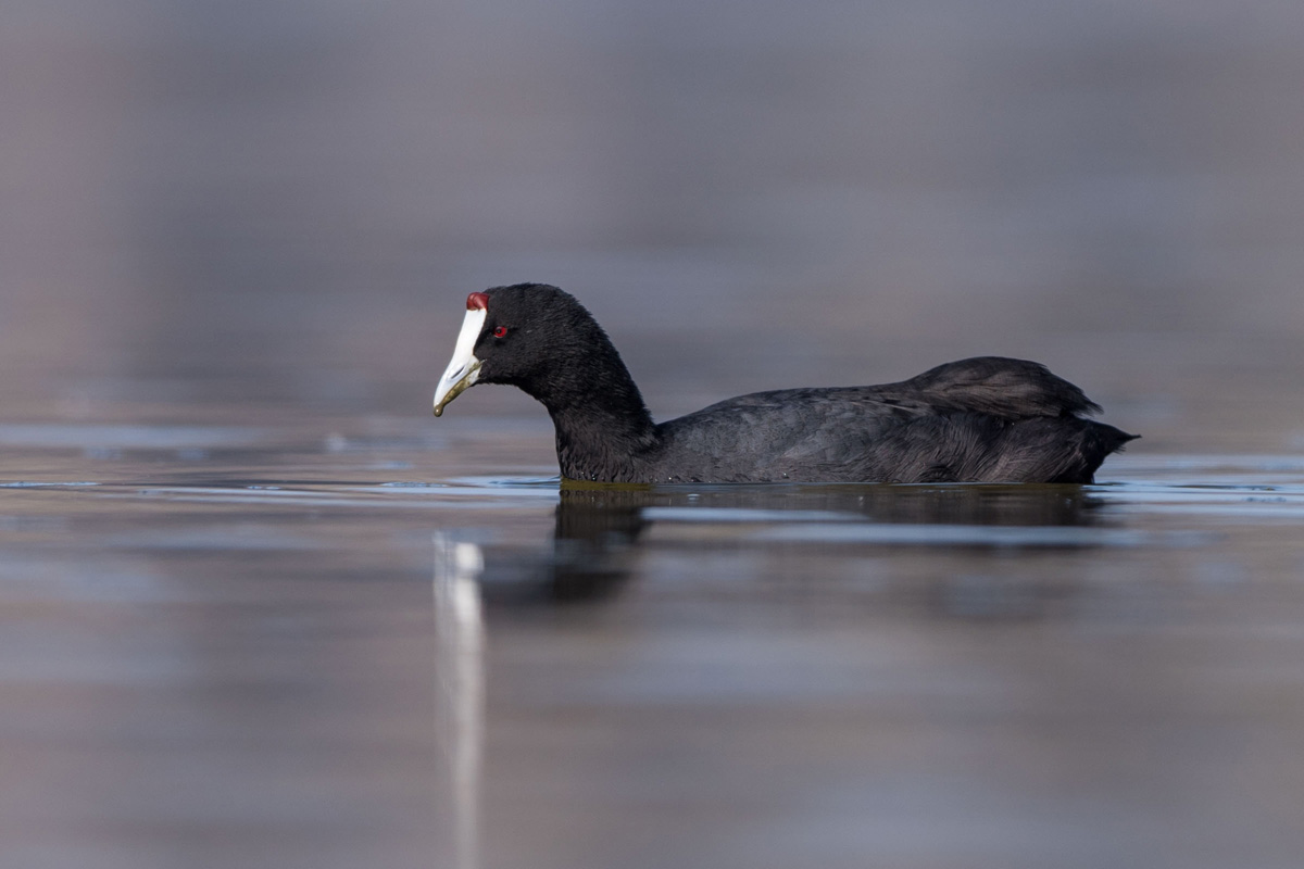 Red-knobbed Coot