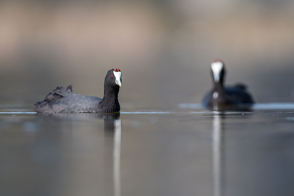 Red-knobbed Coot