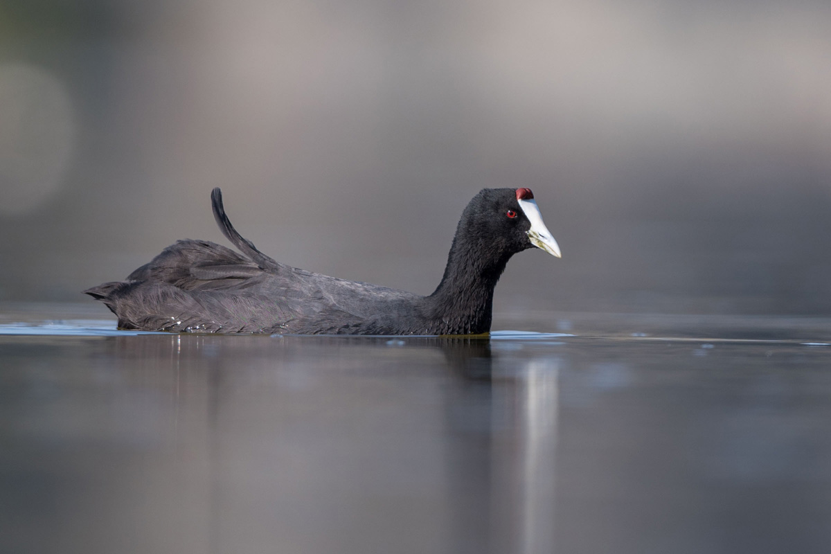 Red-knobbed Coot