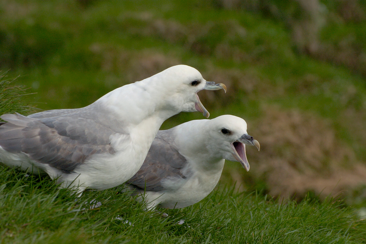 Northern Fulmar