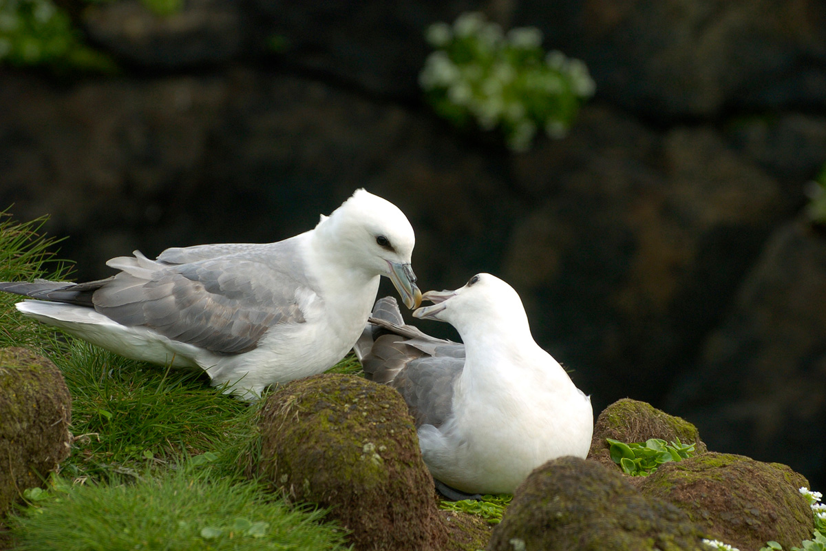 Northern Fulmar