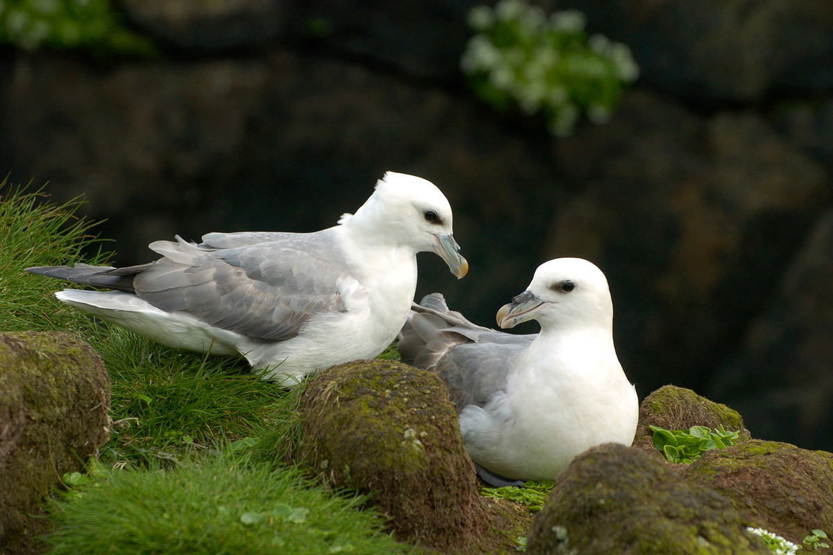 Northern Fulmar