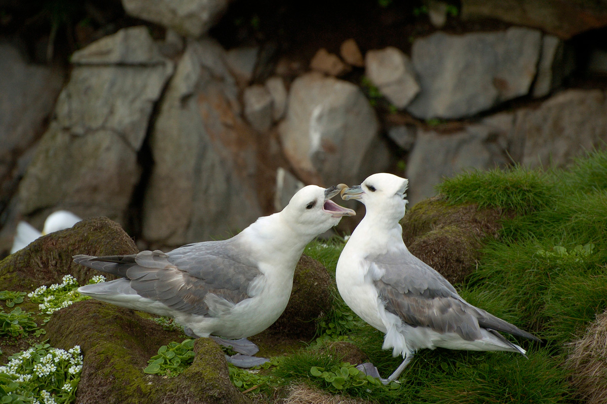 Northern Fulmar