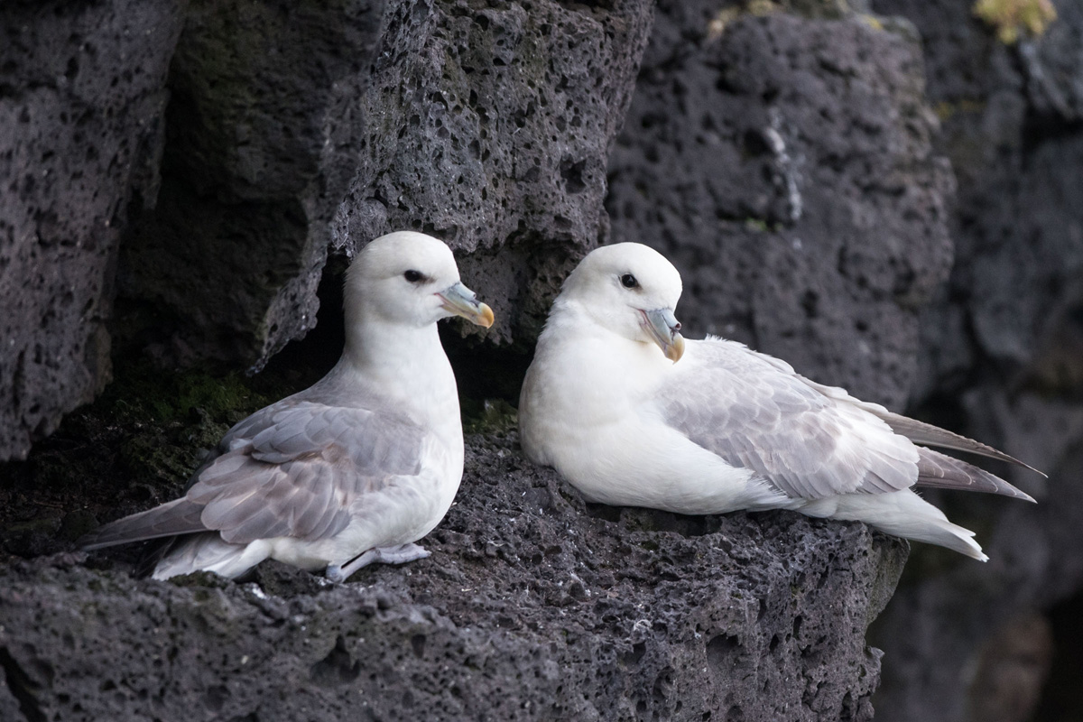 Northern Fulmar