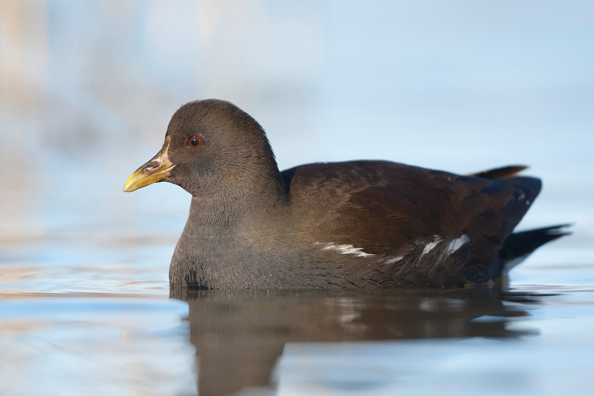 Common Moorhen