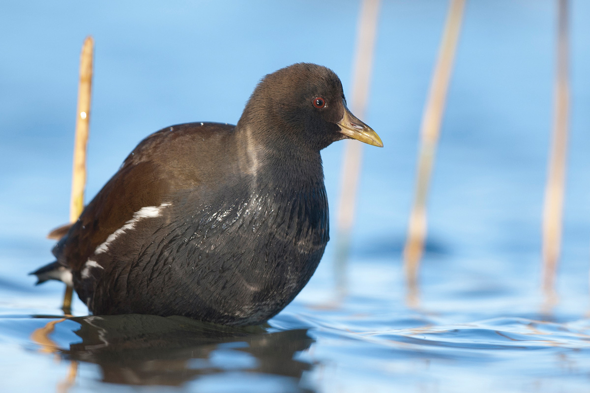 Common Moorhen