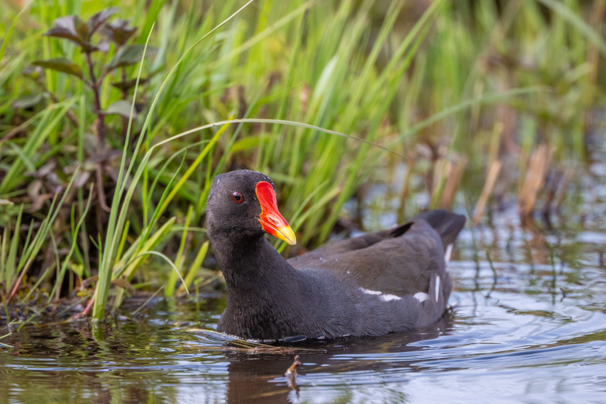 Common Moorhen